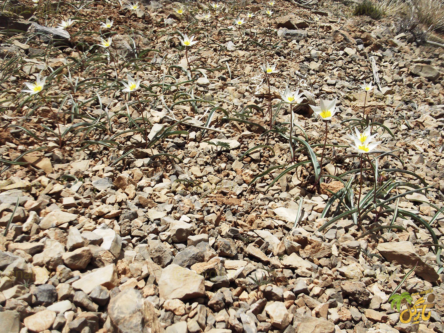 لاله دو رنگ